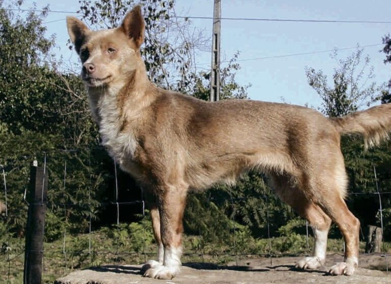 Can Guicho (Quisquelo)