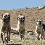 Kangal