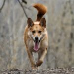 Каролінський собака (Американський дінго)