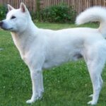 Kishu Ken (Kishu Inu)
