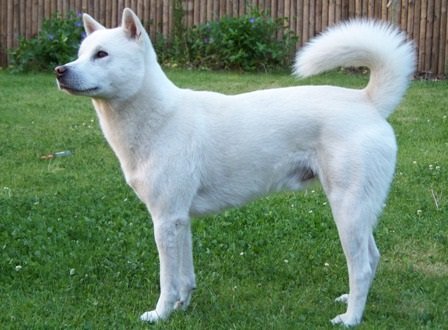 Portrait chien Kishu Ken