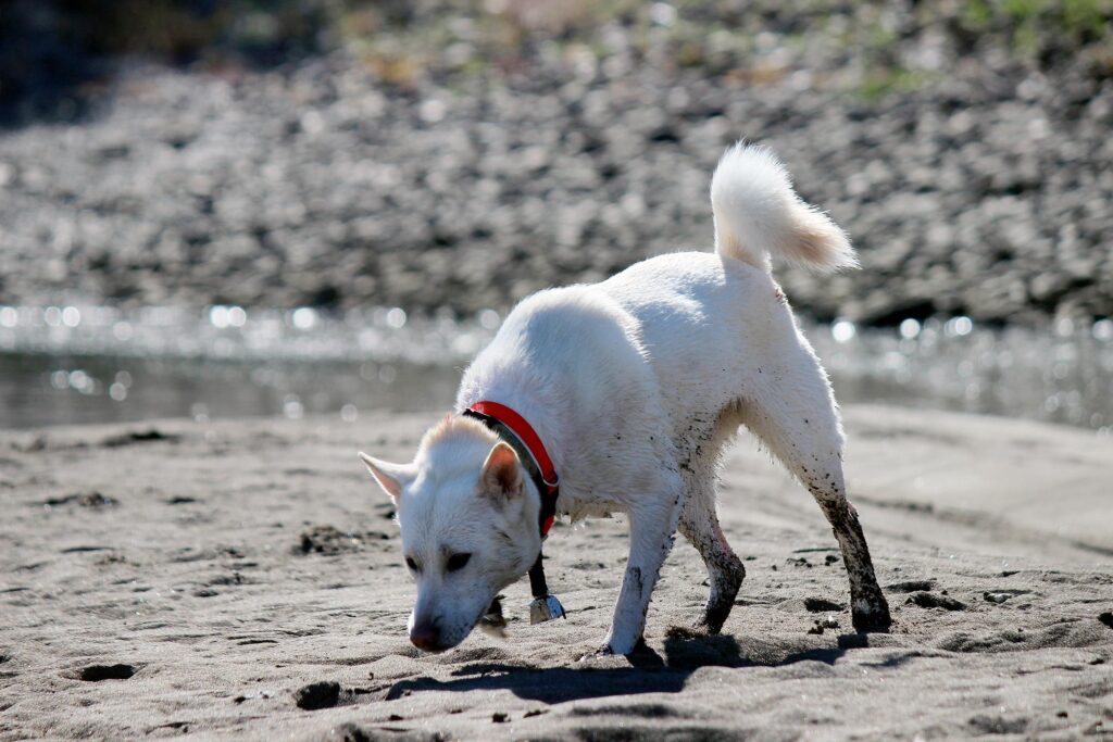 Deux chiens Kishu Ken jouant