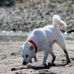 Kishu Ken (Kishu Inu)