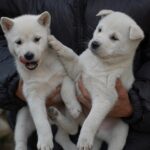 Kishu Ken (Kishu Inu)