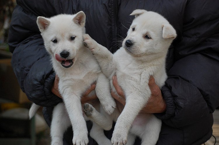 Chien Kishu Ken courant