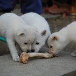 Kishu Ken (Kishu Inu)