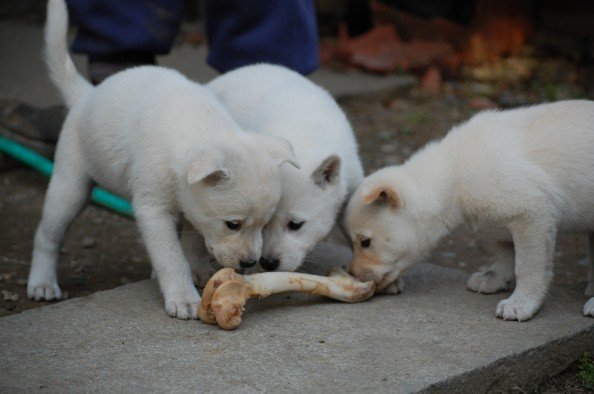 Kishu Ken de profil