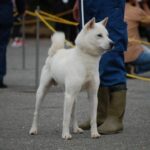 Kishu Ken (Kishu Inu)