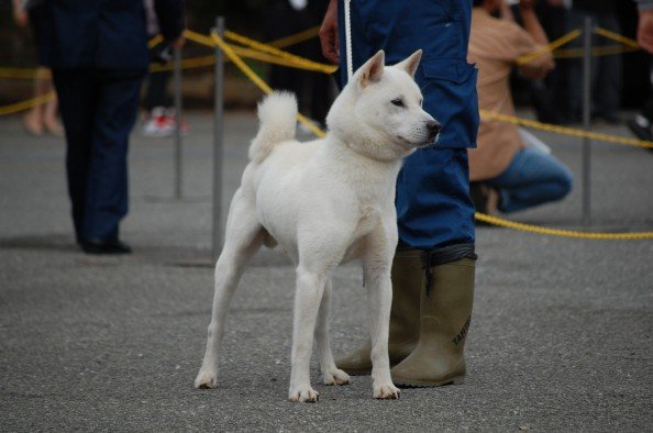 Chiot Kishu Ken