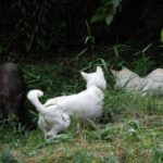 Kishu Ken (Kishu Inu)