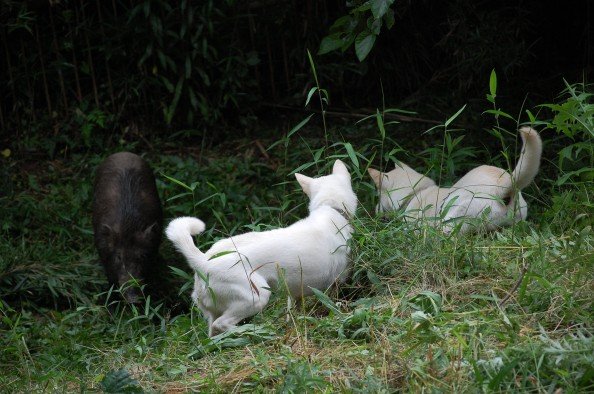 Kishu Ken blanc en marche