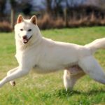 Korean Jindo