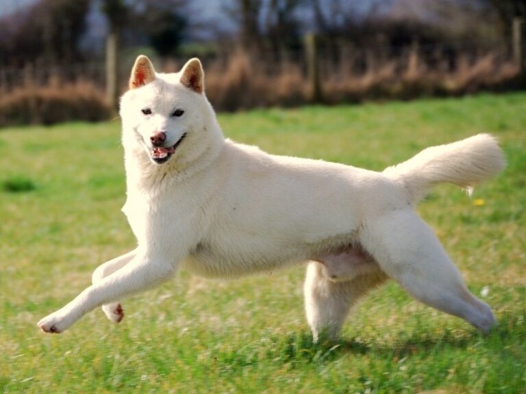 Koreański jindo