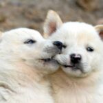 Korean Jindo