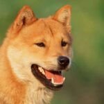 Korean Jindo