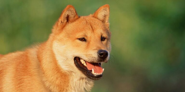 Koreański jindo