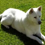 Korean Jindo
