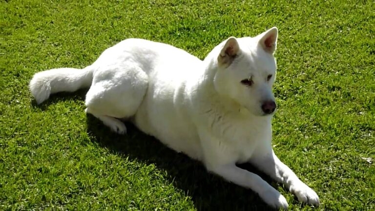 Koreański jindo