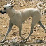 Kretischer Hund