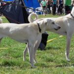 Kretischer Hund