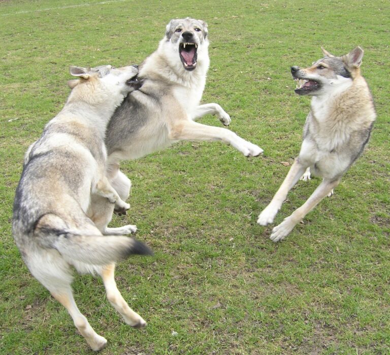 Kunming Wolfdog