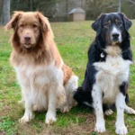 Bulgarian Shepherd Dog (Câinele Karakachan)