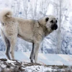 Kangal