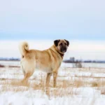 Kangal