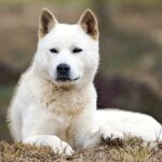 Korean Jindo