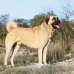 Kangal