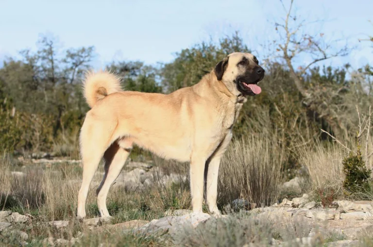 Kangal