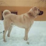 Kangal