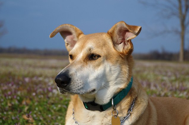 Carolina Dog (American Dingo) — Foto 10
