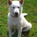 Kishu Ken (Kishu Inu)