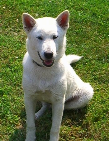 Tête de Kishu Ken