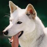 Korean Jindo