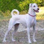 Kretischer Hund