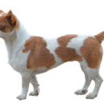 Can Guicho (Quisquelo)