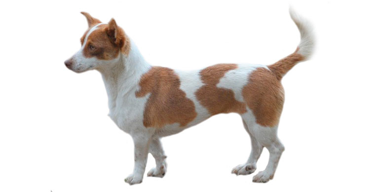 Câine Can Guicho sau Quisquelo în natură