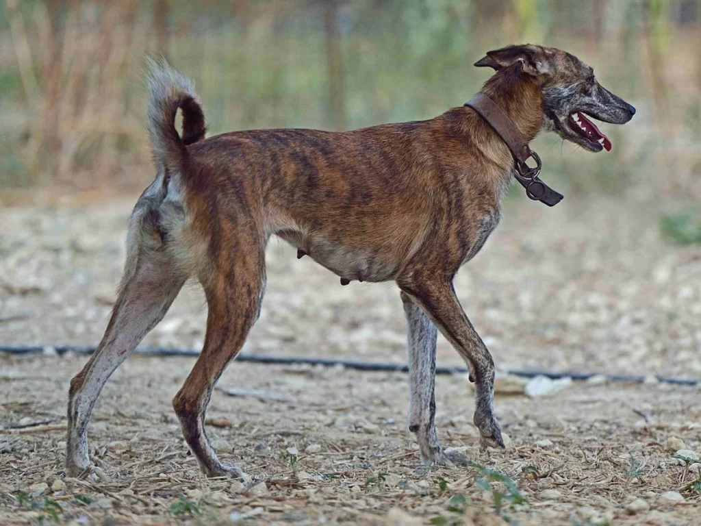 Perro tumbado