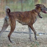 Kretischer Hund