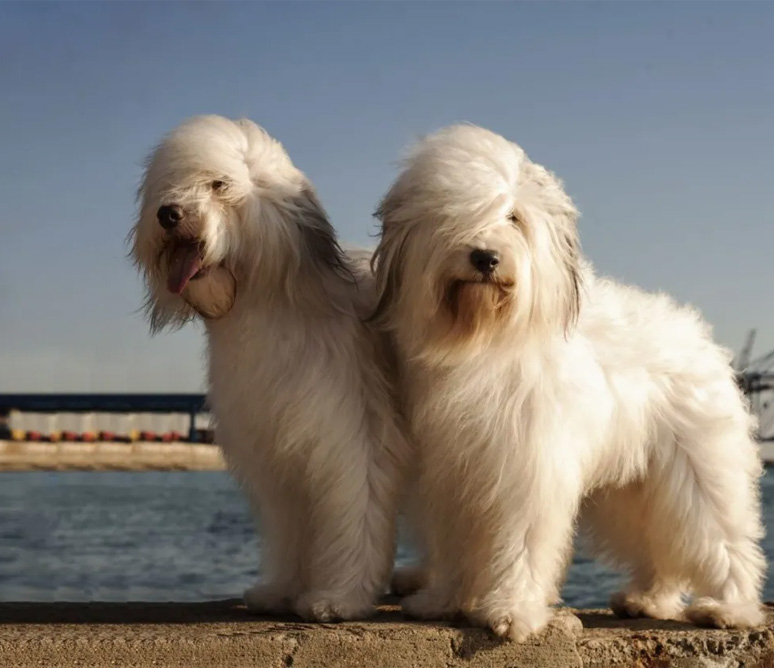 Cão da raça Odis em pé