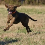 Plott Hound