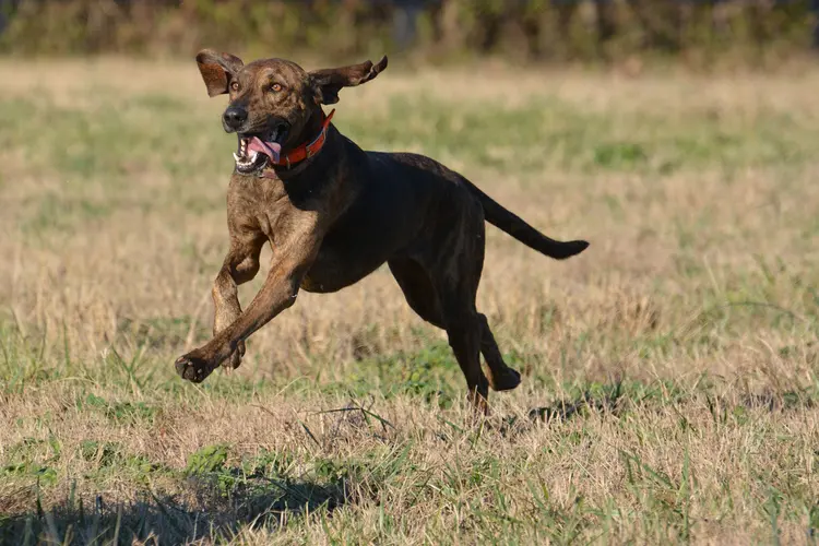 Plott Hound qui mange