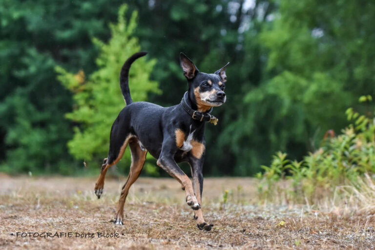 Perro Ratero Mallorquín (Ca Rater Mallorquí)