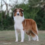 Gaucho-Schäferhund