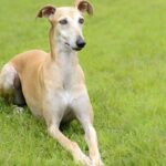 Spanish Galgo
