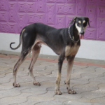 Rampur Greyhound