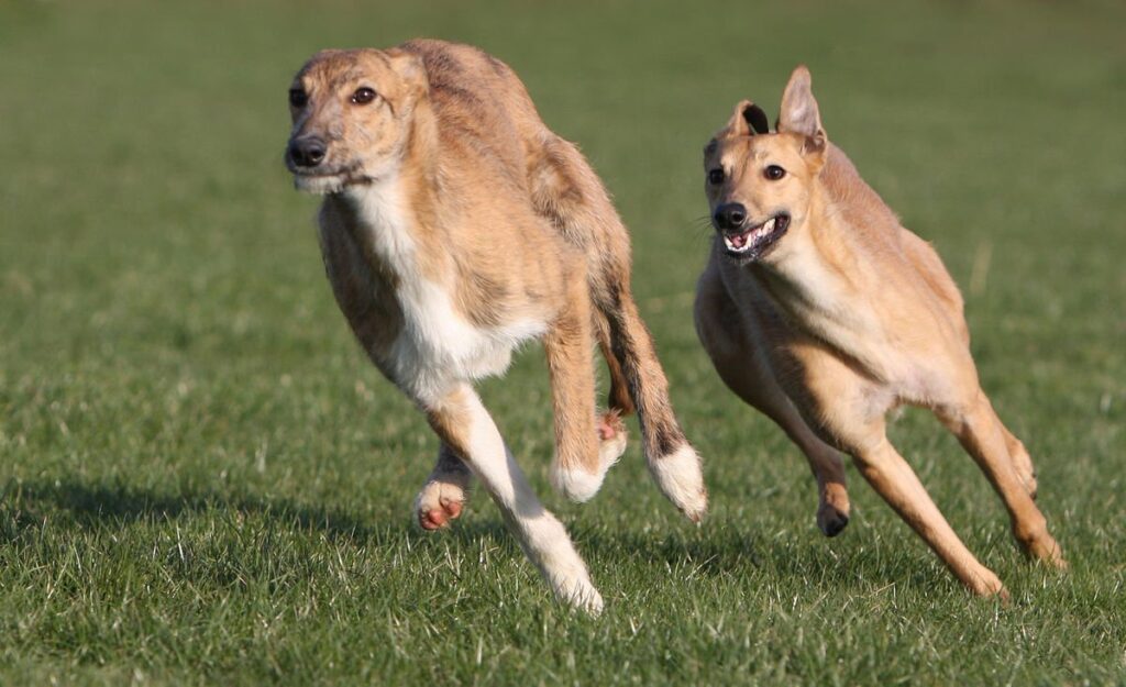 Primer plano de Lurcher
