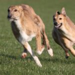 Lurcher